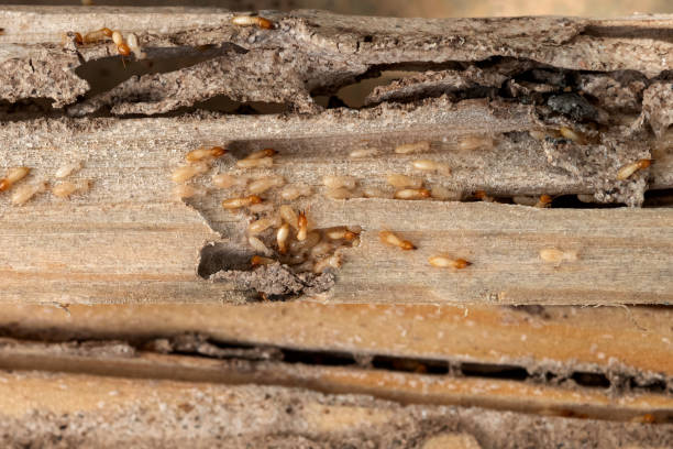 Best Affordable Pest Control Services  in Seneca, IL