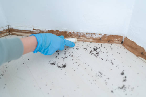 Best Cockroach Control Services  in Seneca, IL