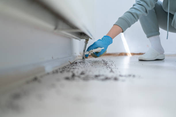 Best Termite Control Services  in Seneca, IL